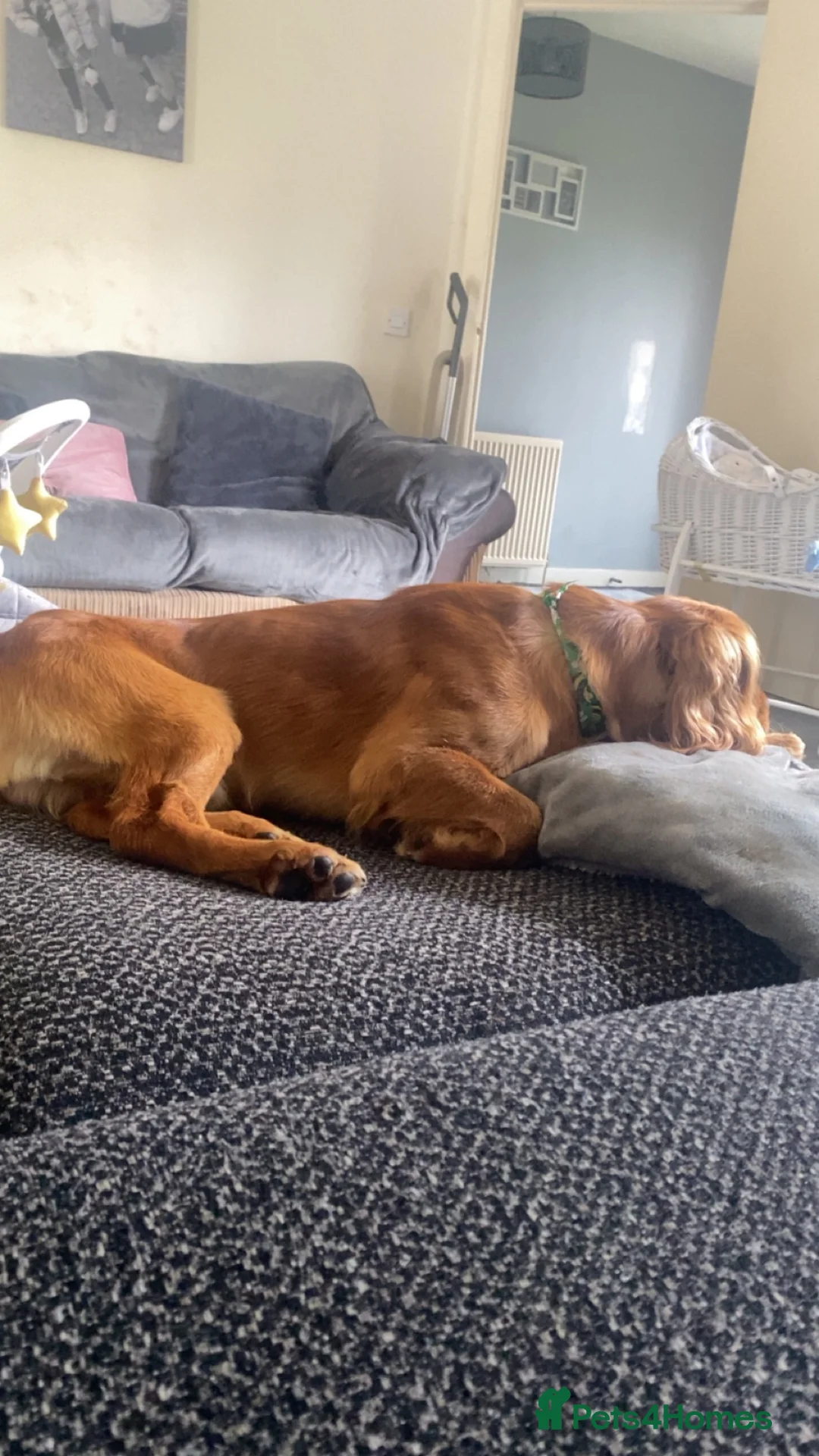 Cocker Spaniel dogs for sale: 2 year old cover spaniel  - Advert 2