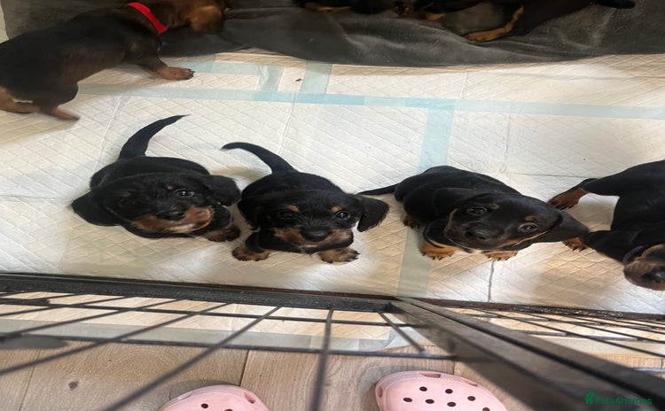 Mixed Breed dogs - Advert 7