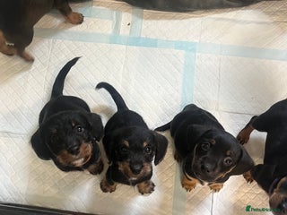 Mixed Breed dogs - Advert 36