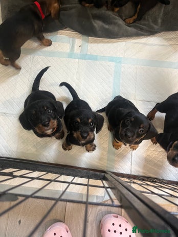 Mixed Breed dogs - Advert 7