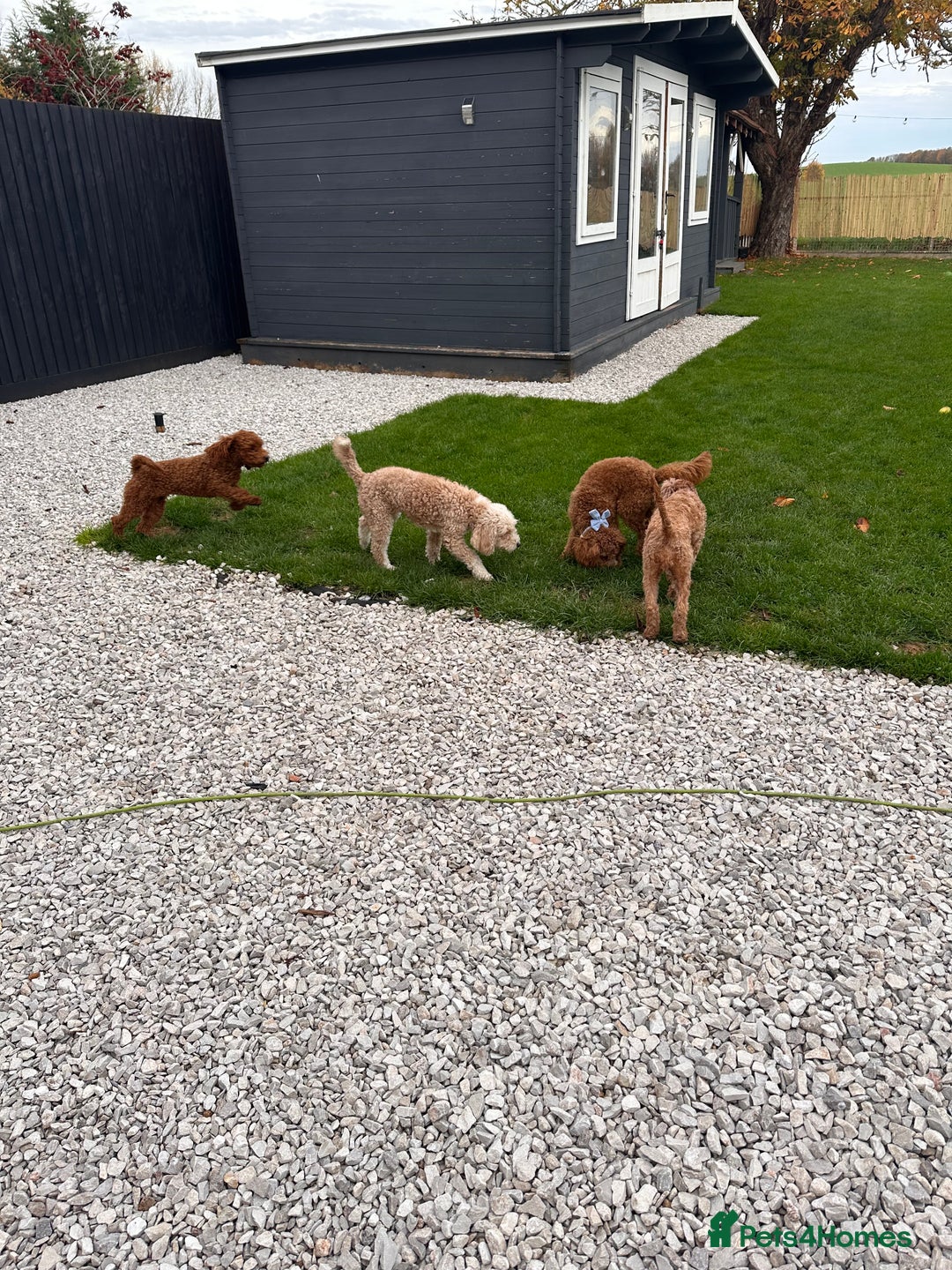 Toy Poodle dogs for stud: Our Little Mylo ready for stud duties ⭐️ - Advert 13