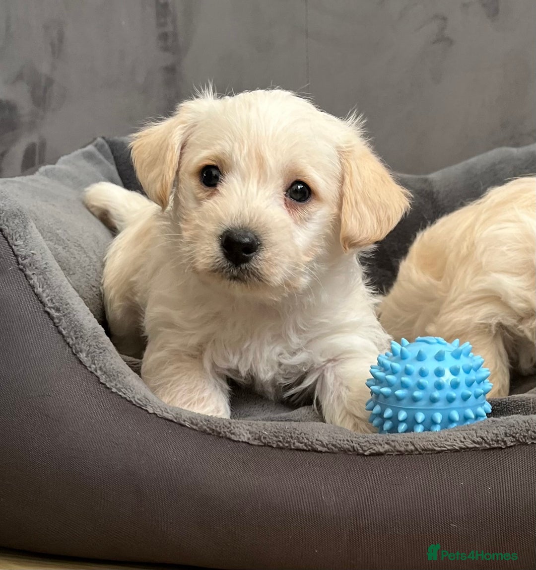 West Highland Terrier dogs for sale: Beautiful westiepoo puppies  - Advert 14