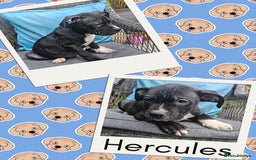 Mixed Breed dogs for sale: Staffy X Cane Corso Puppies - Image 3