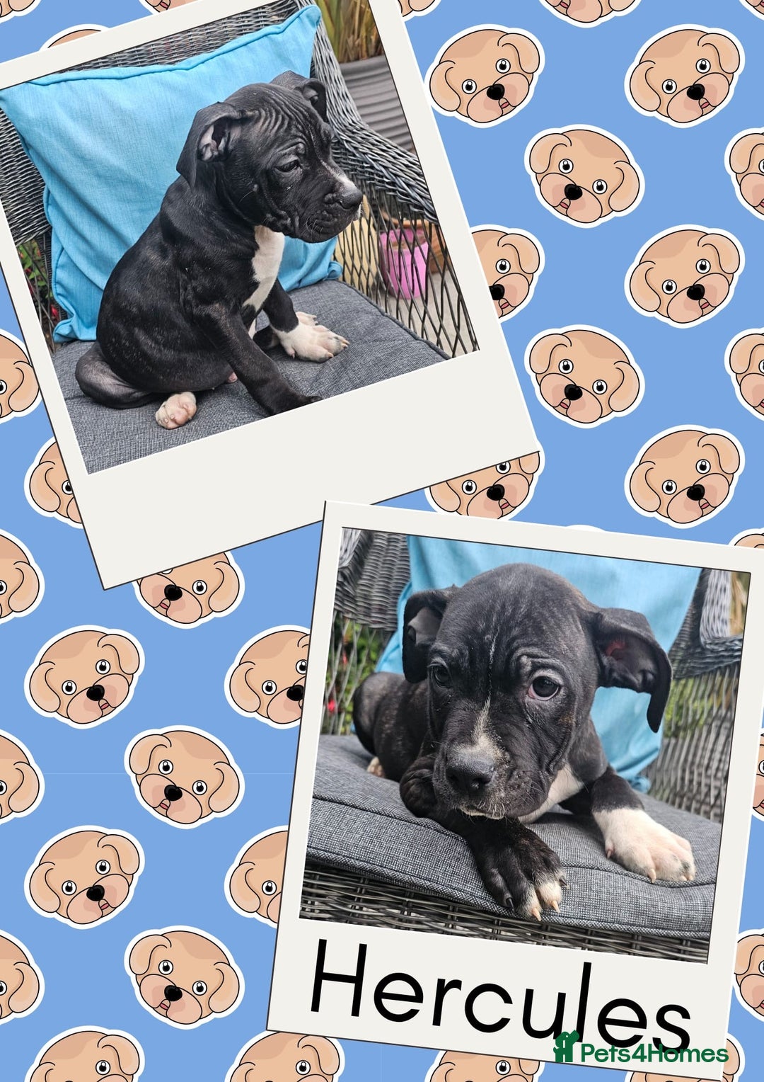 Mixed Breed dogs for sale: Staffy X Cane Corso Puppies - Image 3