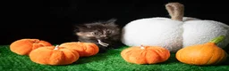 Ragdoll cats for sale: Gorgeous well handled kittens - Advert 4