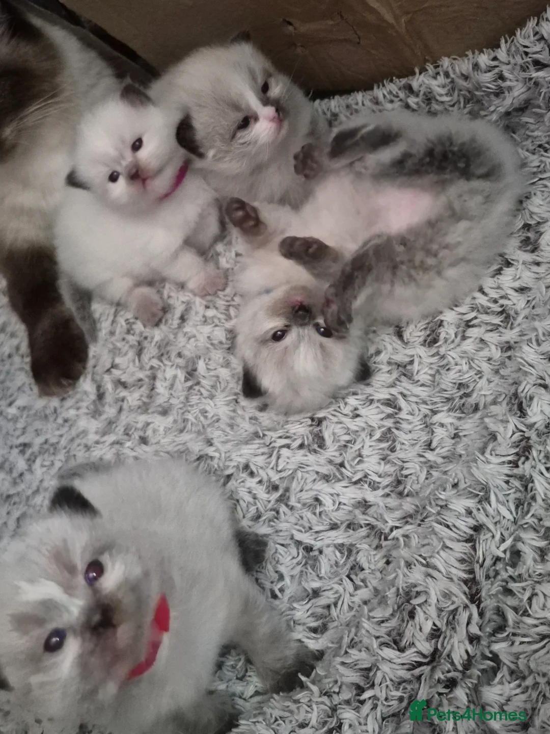 Ragdoll cats for sale: 4 beautiful fluffy ragdoll kittens - Advert 1