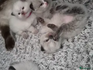 Ragdoll cats 4 beautiful fluffy ragdoll kittens - Advert 1