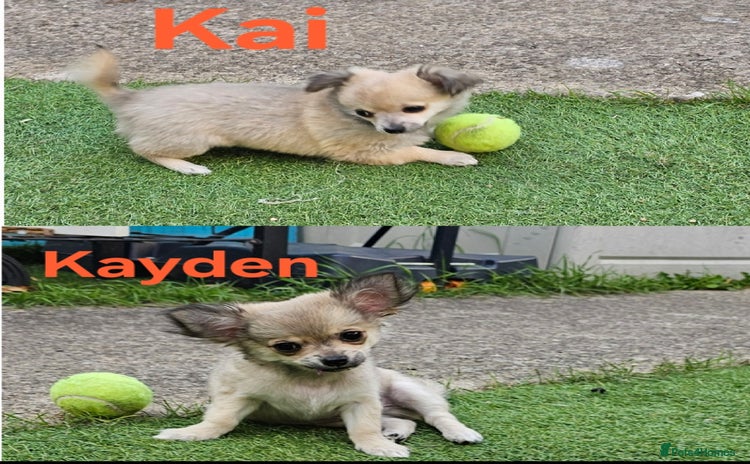 Chihuahua dogs - Advert 16