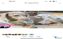 Miniature Dachshund dogs for sale: Mini Dachshund KC Reg -  ONLY 3 MALE PUPS LEFT!  - Advert 5