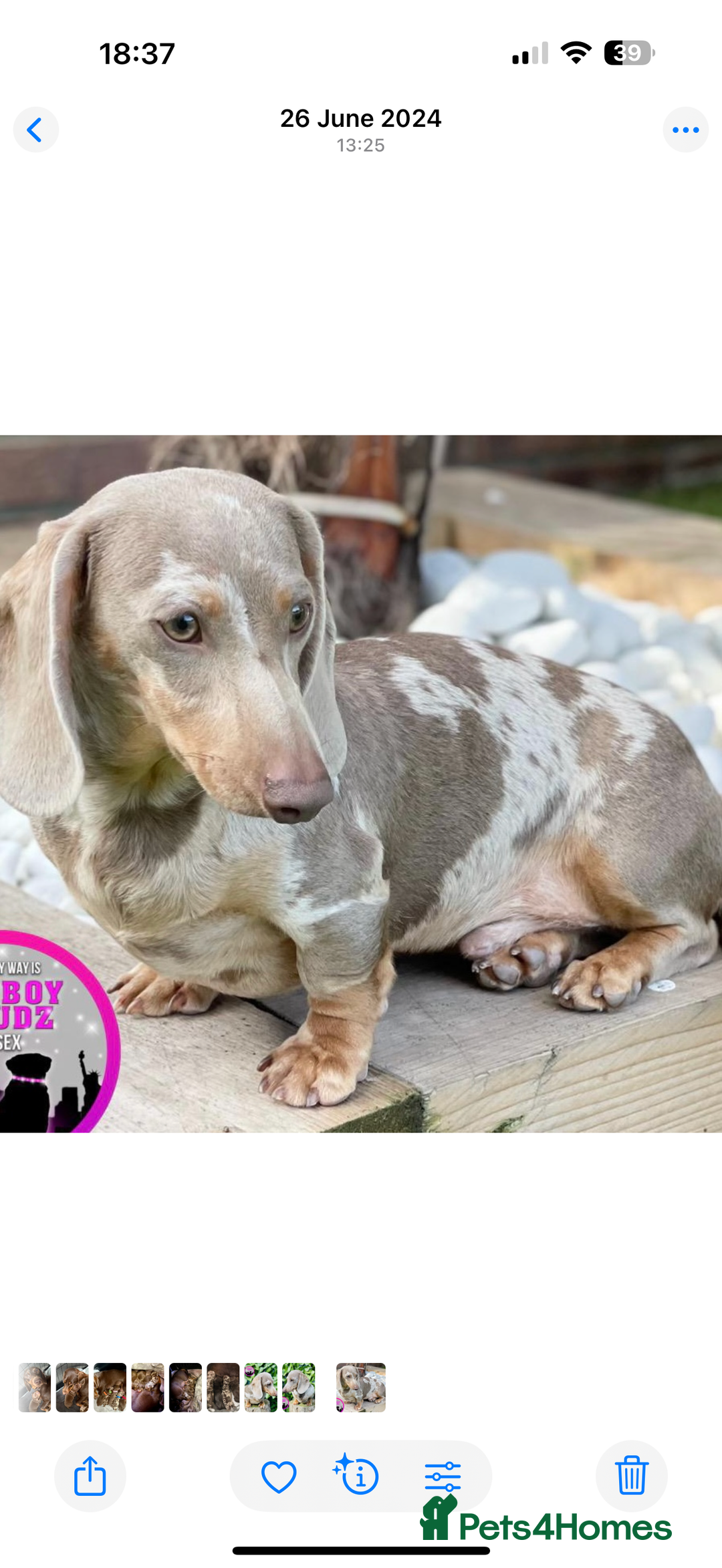 Miniature Dachshund dogs for sale: Mini Dachshund KC Reg -  ONLY 3 MALE PUPS LEFT!  - Advert 5