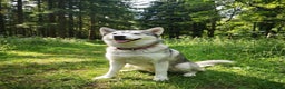 Siberian Husky dogs for sale: Pure Bred Siberian Husky for rehoming  - Advert 3