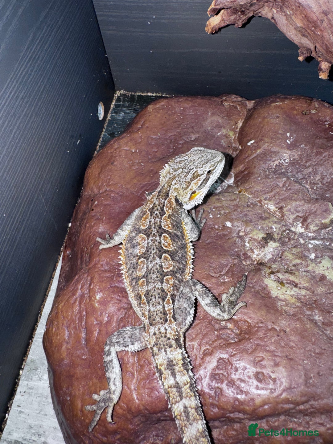 Bearded Dragon reptiles for sale: Bearded dragons babies&adults possible full setup - Advert 8