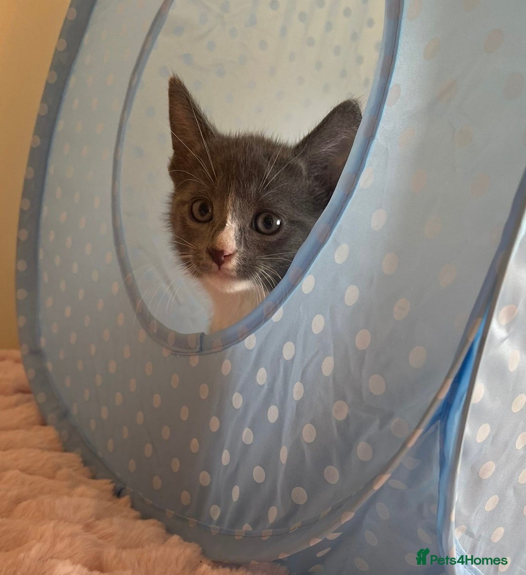 Ragdoll cats for sale: Ragdoll Cross Maine Coon Kitten - Image 10