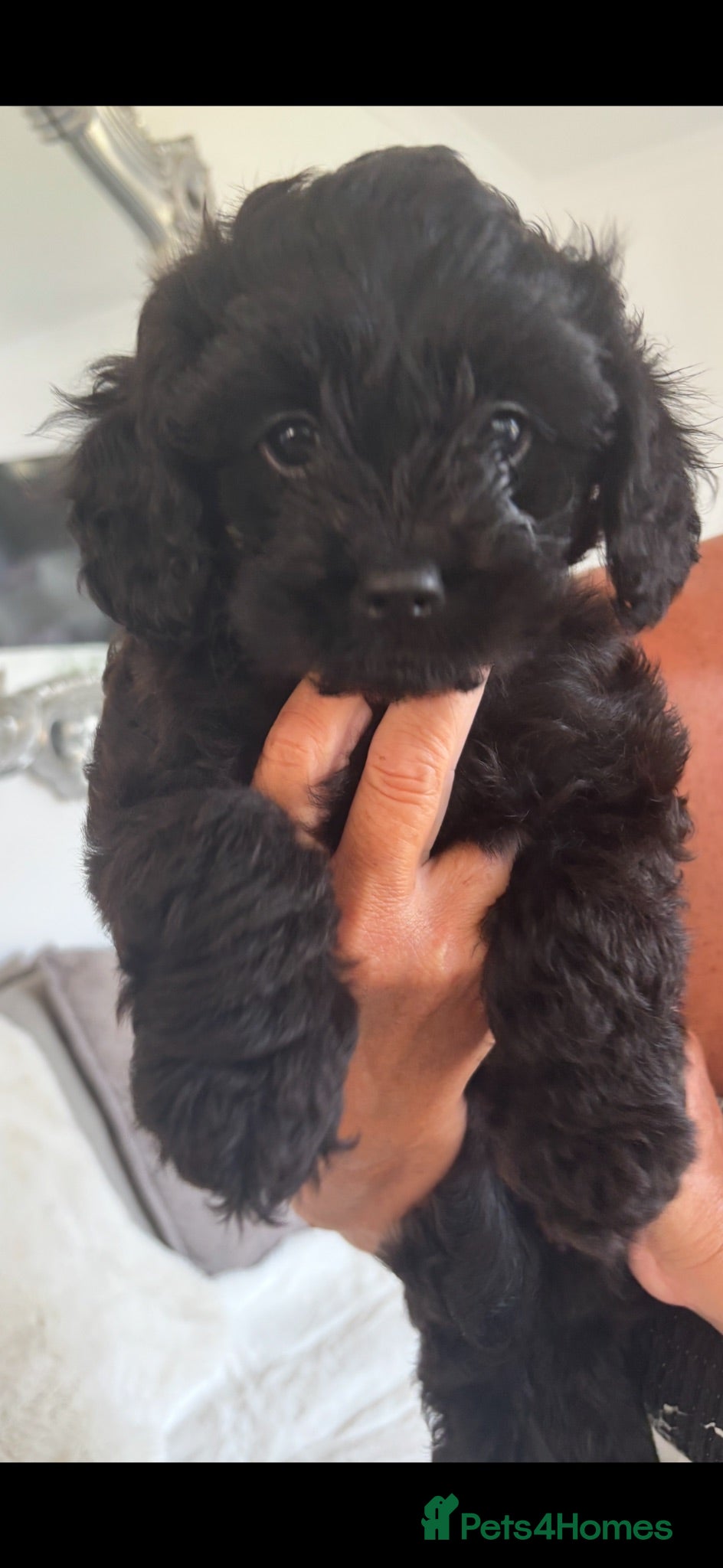 Cavapoo dogs 🌷F1 TOY CAVAPOO 5* HEALTH CHECK 🌷 - Advert 17