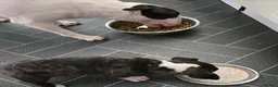 English Bull Terrier dogs for sale: Top Quality Heath checked champions lines  - Advert 8