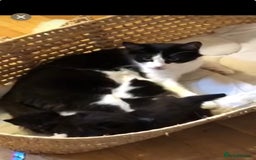 Mixed Breed cats for sale: Black kitten and white&black kitten available  - Image 14