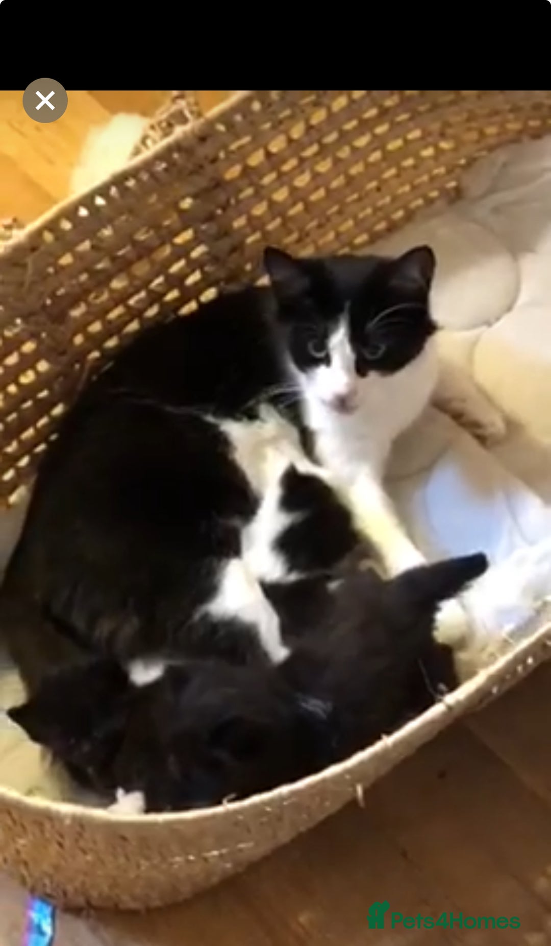 Mixed Breed cats for sale: Black kitten and white&black kitten available  - Image 14