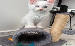 Maine Coon cats for sale: 2 Maine Coon kittens.  - Image 3