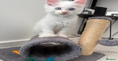 Maine Coon cats - Advert 3