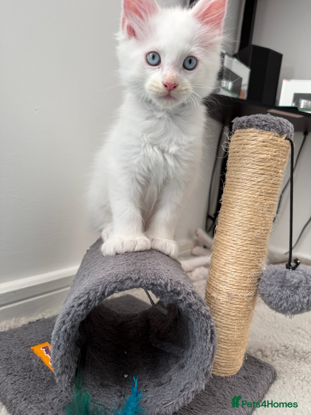 Maine Coon cats for sale: 2 Maine Coon kittens.  - Image 3