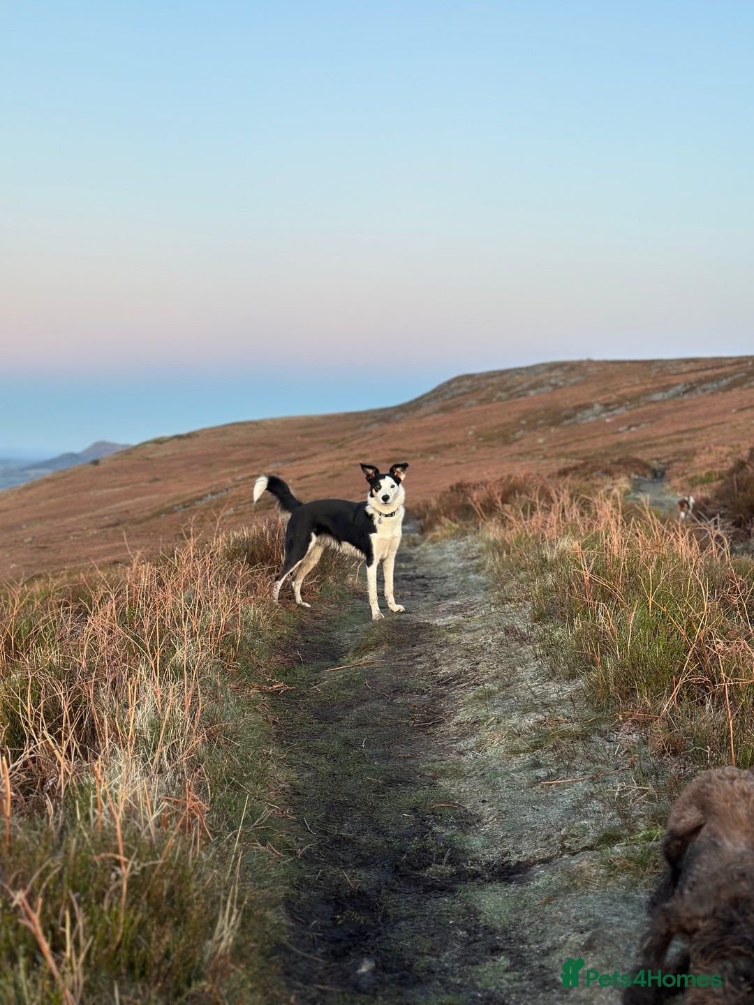 Border Collie dogs for sale: Border collie puppies  - Image 8