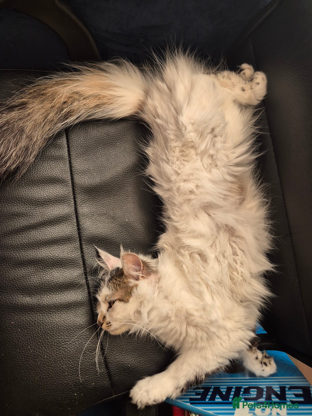 Mixed Breed cats for sale: Two cats to go to a good home - Advert 11