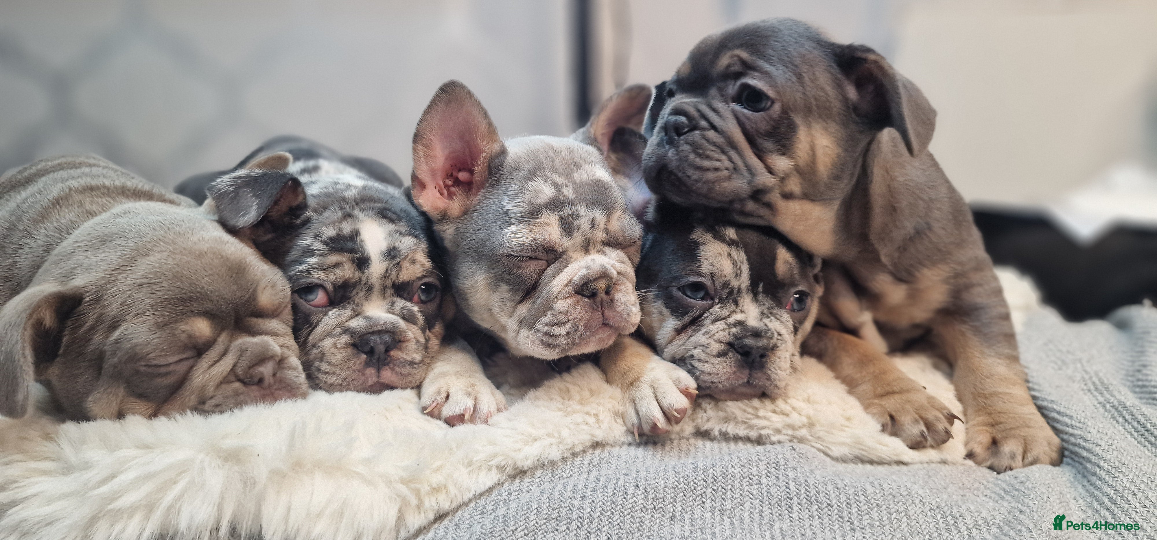 French Bulldog dogs 💥👀 NEW SHADE ISABELLA, MERLE TRI LILAC   - Advert 14