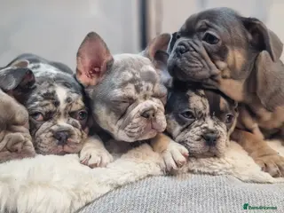 French Bulldog dogs 💥👀 NEW SHADE ISABELLA, MERLE TRI LILAC - Advert 14