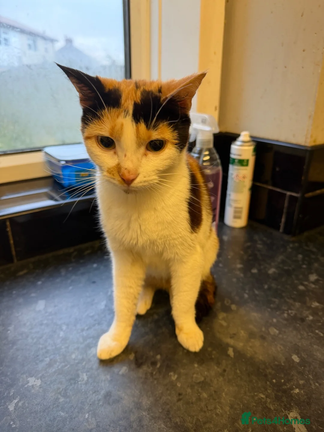 Mixed Breed cats for sale: Gorgeous kittens  - Advert 10