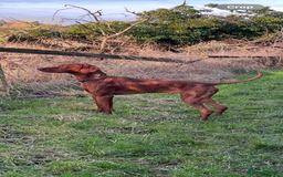Hungarian Vizsla dogs for stud: Health tested KC Regd. Stud dog  - Image 4