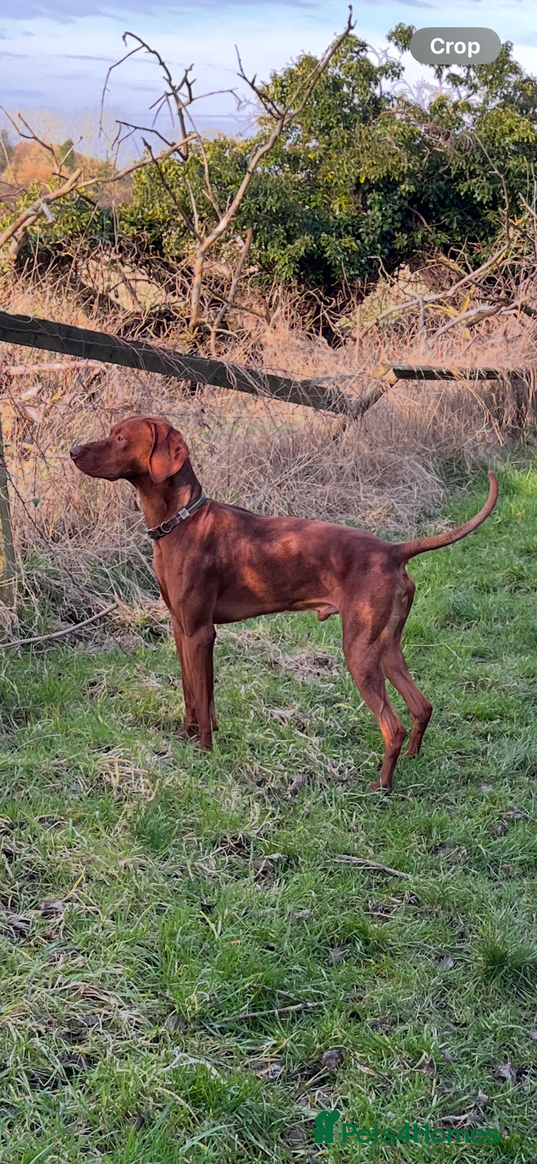 Hungarian Vizsla dogs for stud: Health tested KC Regd. Stud dog  - Image 4