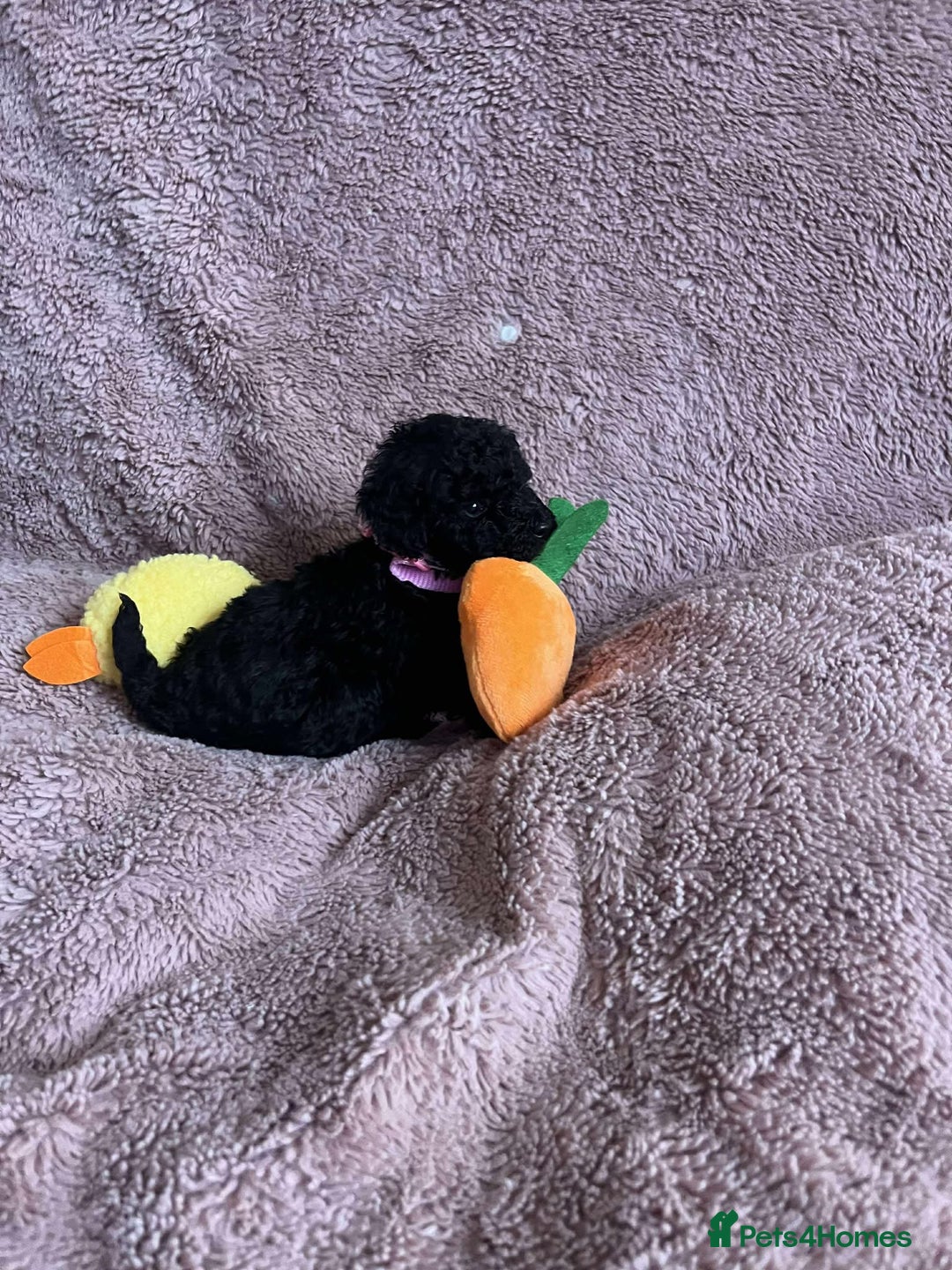 Miniature Poodle dogs for sale: Miniature Poodles!!! - Advert 27