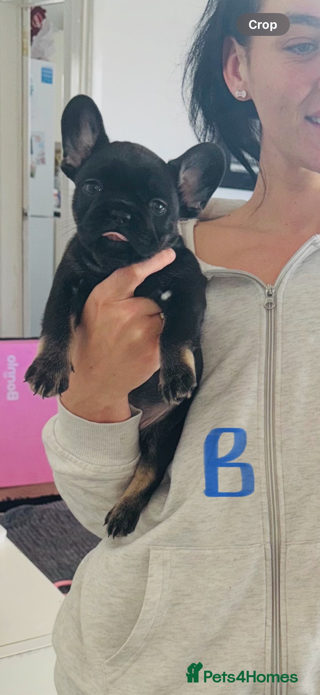 French Bulldog dogs for sale: french bulldog puppys (1 stunning boy left) - Advert 17