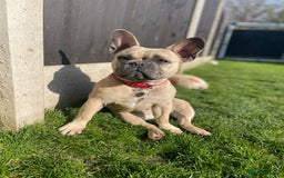 French Bulldog dogs for sale: French bulldog  - Image 4