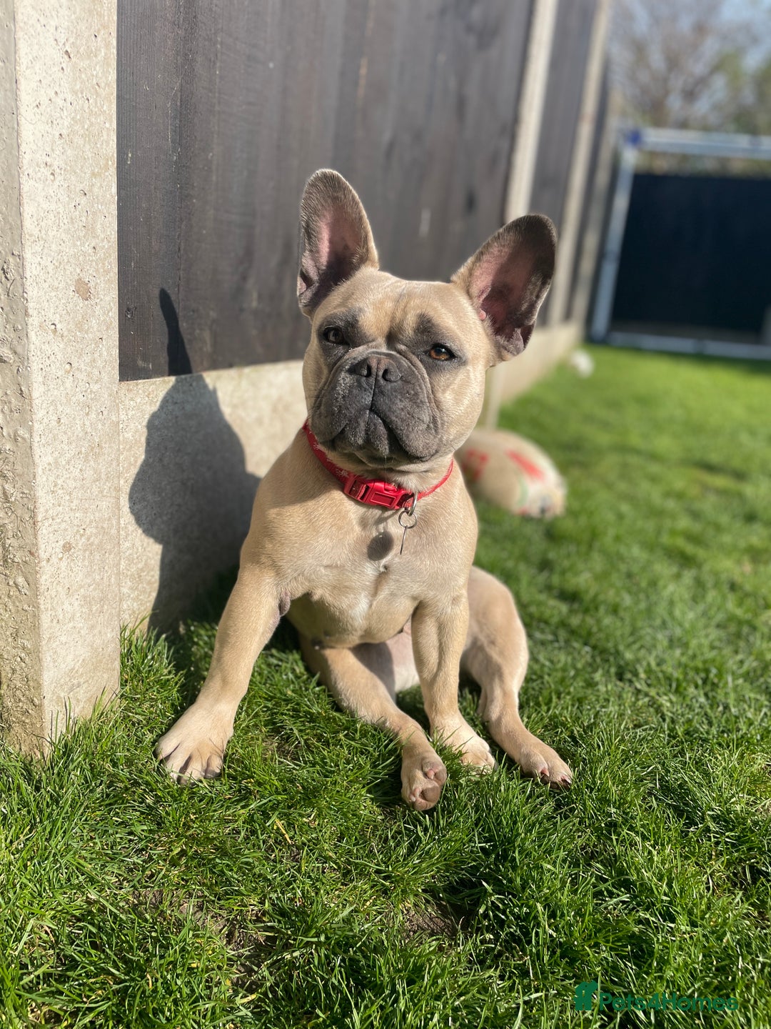 French Bulldog dogs for sale: French bulldog  - Image 4