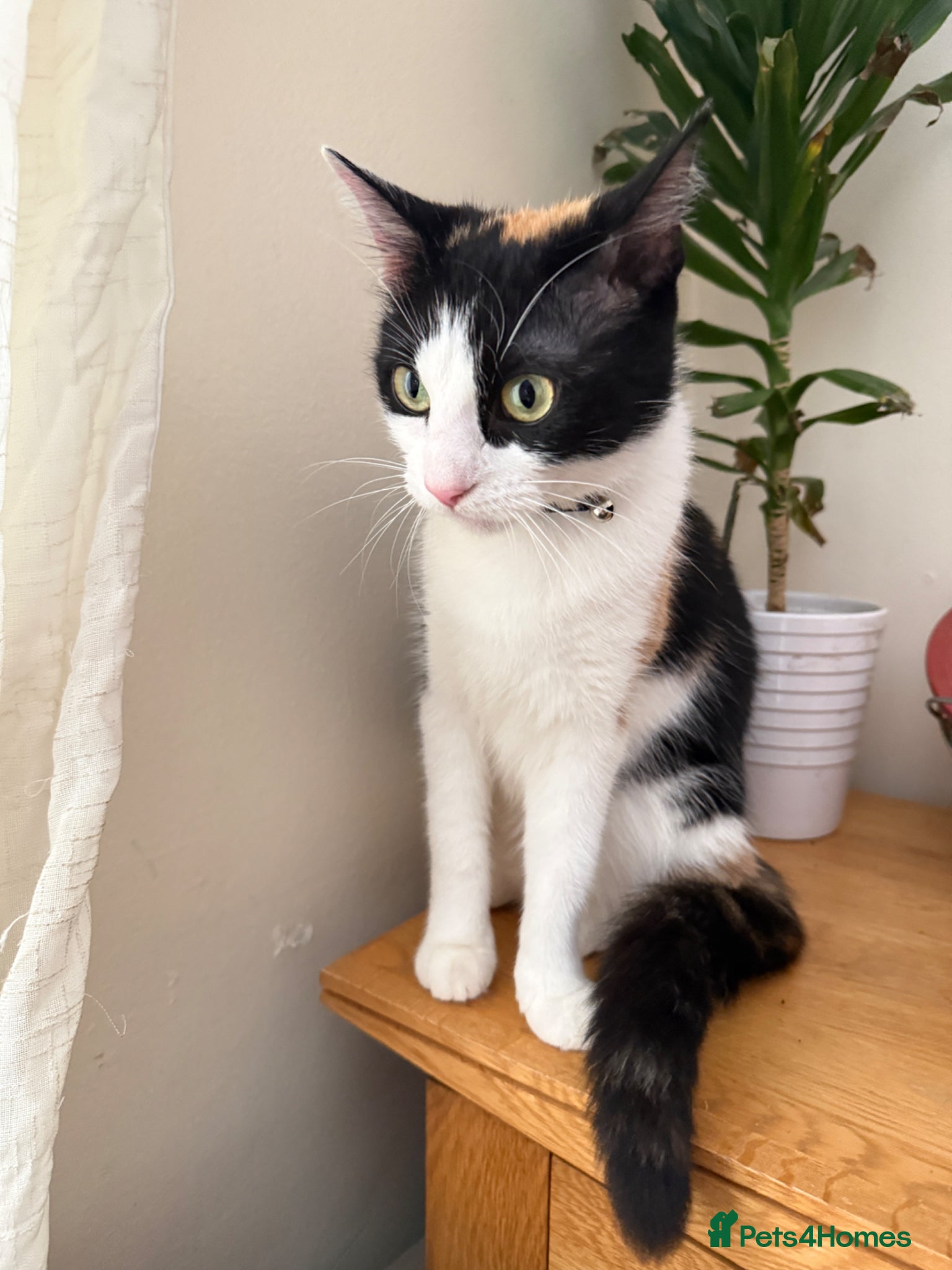 Domestic Shorthair cats for sale: Selling domestic shorthair kittens in Southall - Advert 1