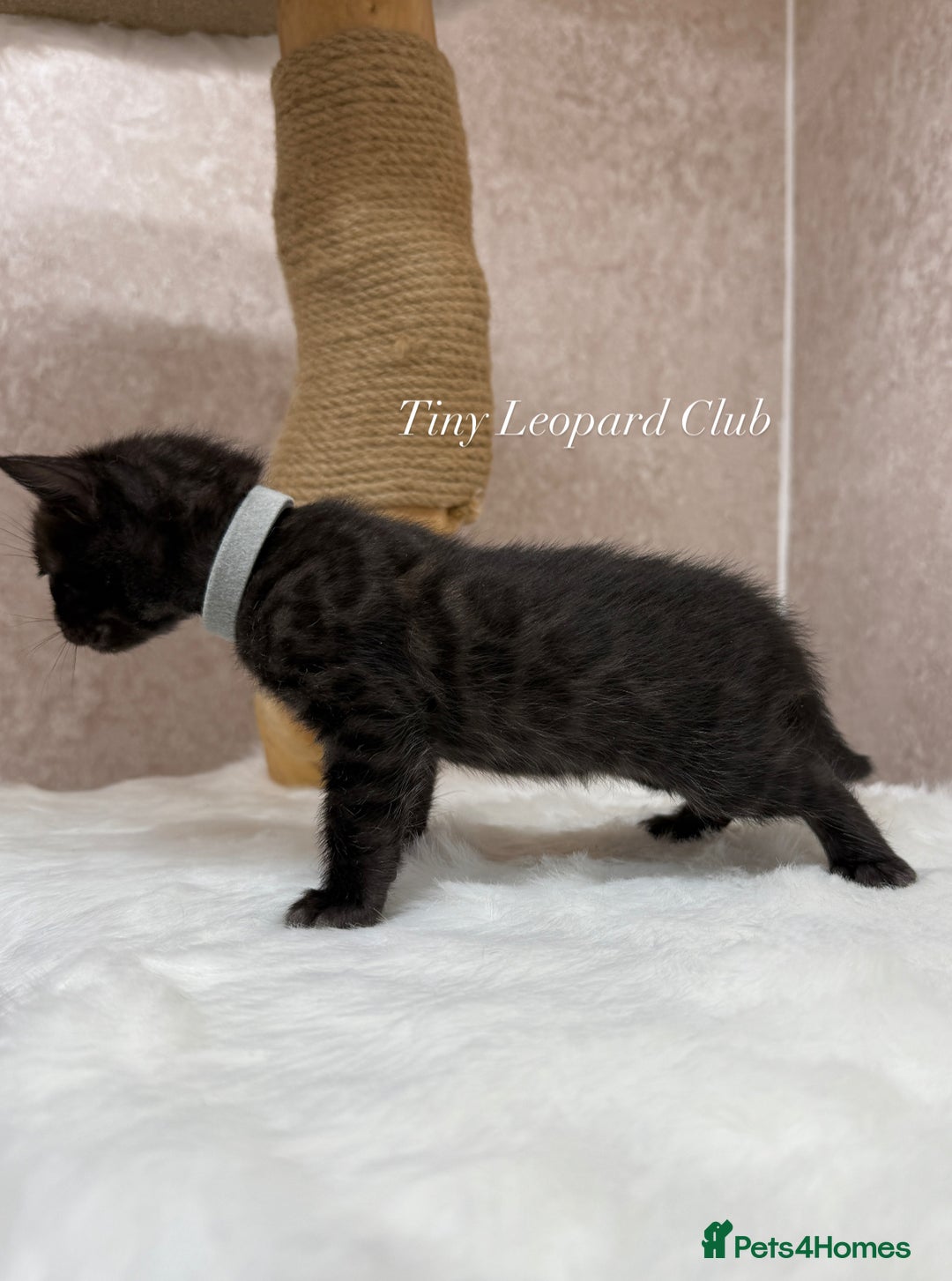 Bengal cats for sale: International Championship, Full Pedigree Bengals - Image 4