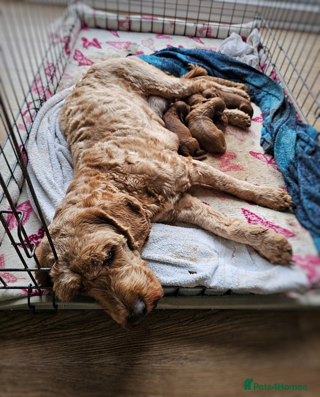 Cavapoo dogs for sale: Adorable F1B Cavapoo girl - teddy bear for sale  - Image 10