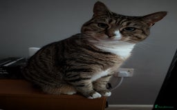 Mixed Breed cats for sale: Ripley - free to a good home - Image 5
