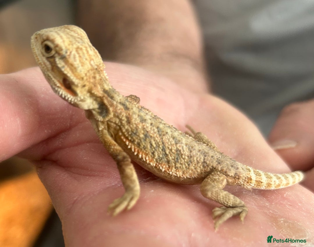 Bearded Dragon reptiles for sale: 15 Baby dearded dragons - Image 14
