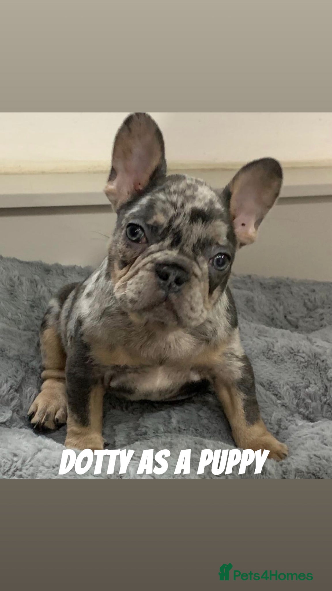 French Bulldog dogs for sale: French bulldog puppy’s  - Advert 4