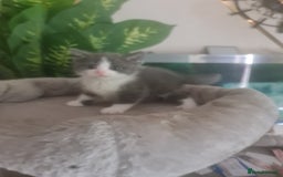 Mixed Breed cats for sale: Stunning  kittens looking  4 new home - Image 3