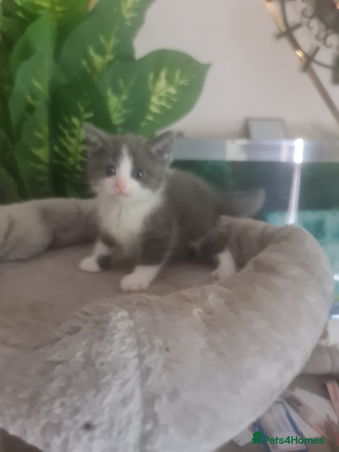 Mixed Breed cats for sale: Stunning  kittens looking  4 new home - Image 3