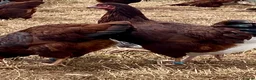 Chickens poultry for sale: Rhode Island Red - Advert 6
