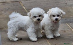 Bichon Frise dogs for sale: Kc reg bichon frise - Image 2