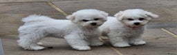 Bichon Frise dogs for sale: Kc reg bichon frise - Advert 2
