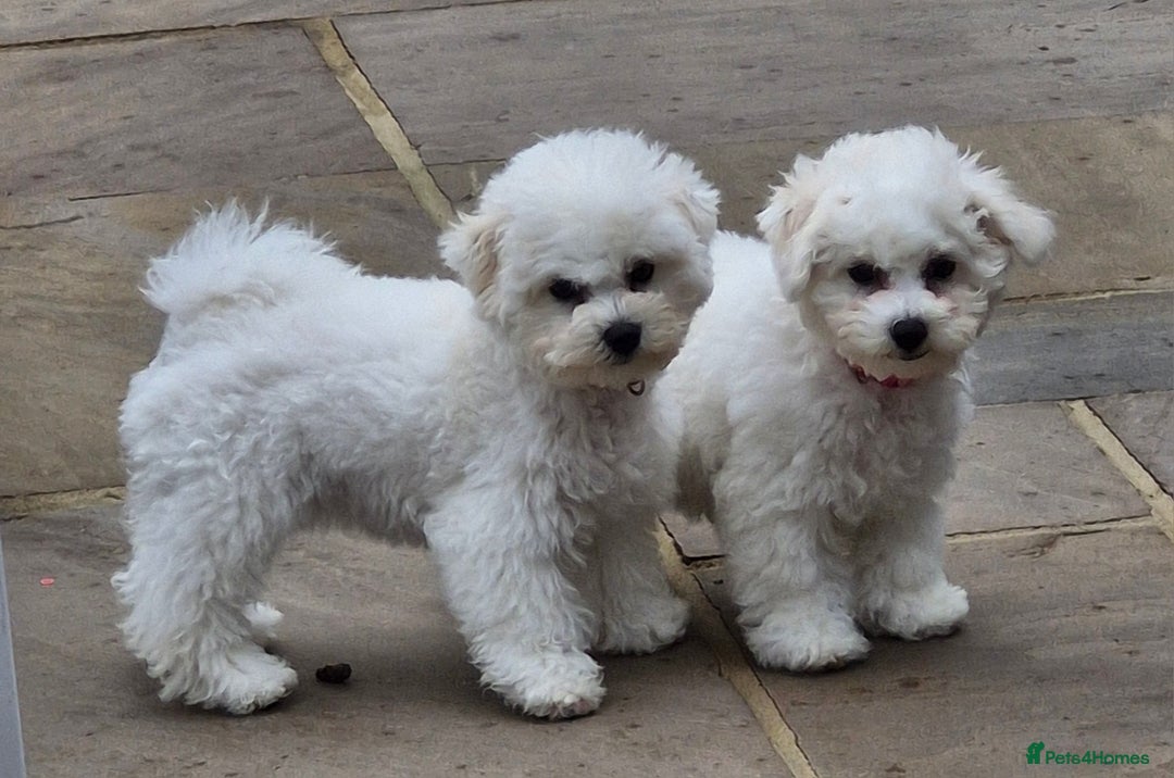 Bichon Frise dogs for sale: Kc reg bichon frise - Image 2