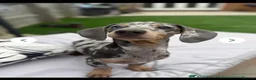 Dachshund dogs for sale: 7 beautiful dachshund puppies  - Advert 4