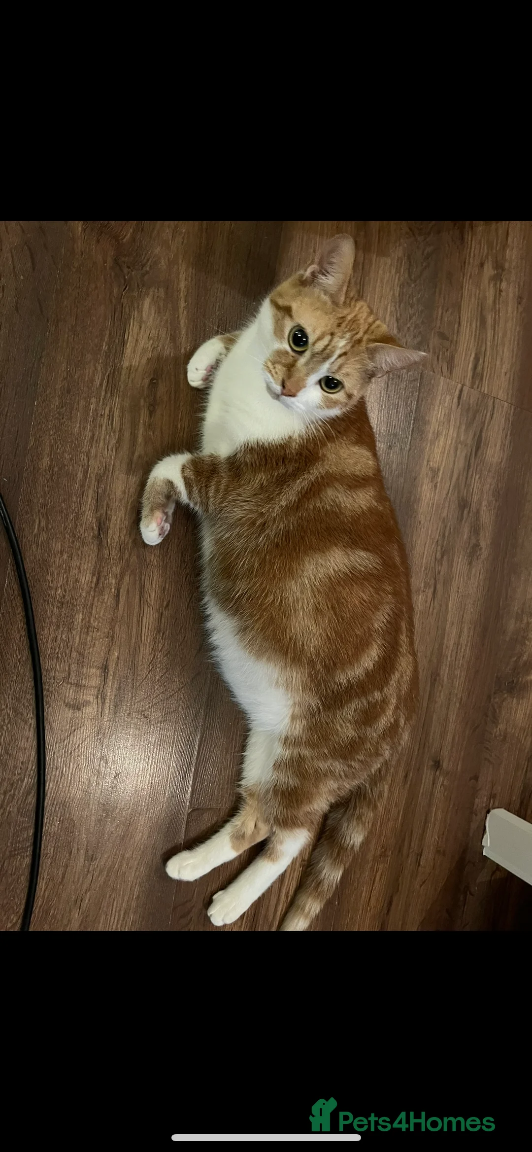 Mixed Breed cats for sale: Beautiful ginger kittens  - Advert 3