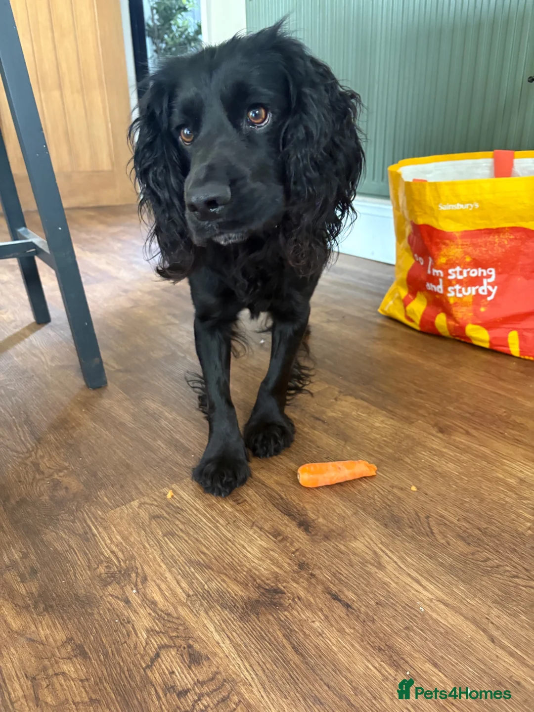 Cocker Spaniel dogs for sale: Beautiful cocker spaniel - pls read - Advert 3
